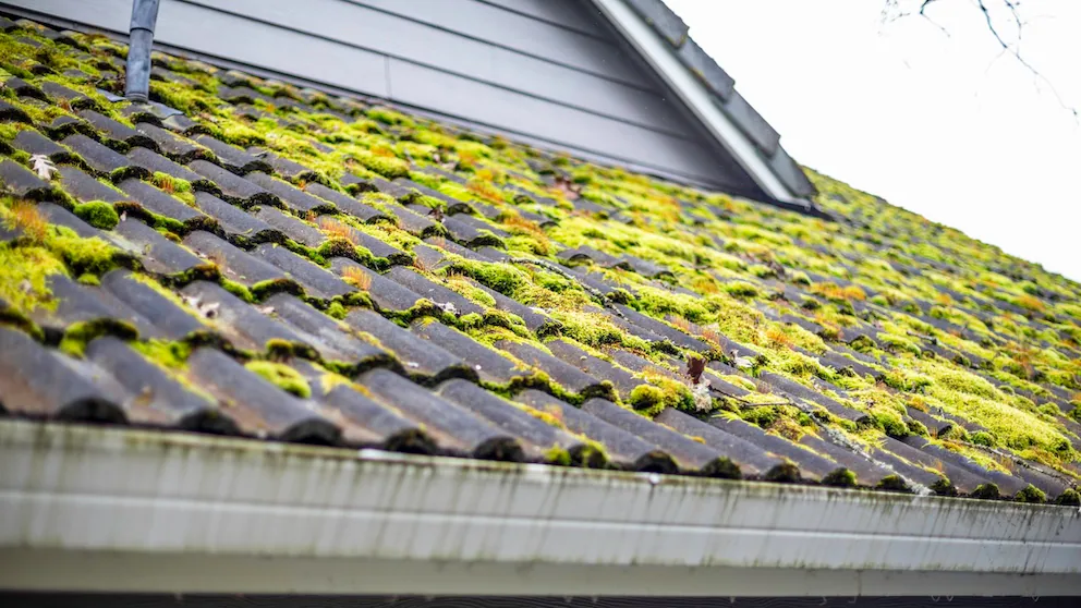 Przed: Dach - usunięcie mchów